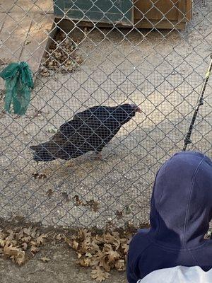 The blind vulture, one of my favorite animals!