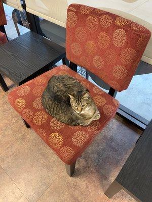 The sweetest lobby cat!