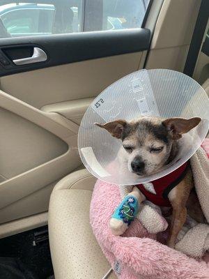 Delilah after her surgery