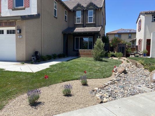 New sod, rocks, all new plants, olive tree