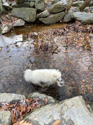 Winston having fun in the creek