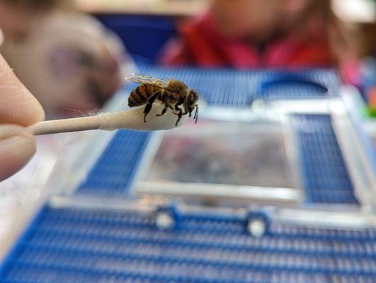 We fed a tired and hungry honey bee sugar water.