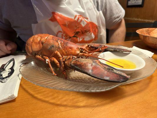 2 lb lobster.. with complimentary lobster bib