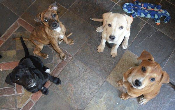 Four rescue pups that I worked with who were jumping up to get food. They learned how to sit, take turns & wait nicely for by playing games!