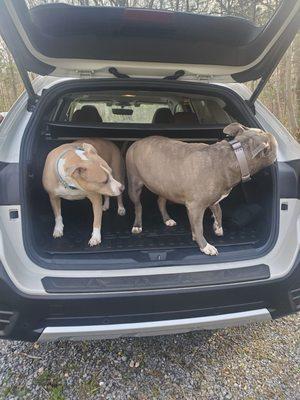 My dogs approve my subaru outback!