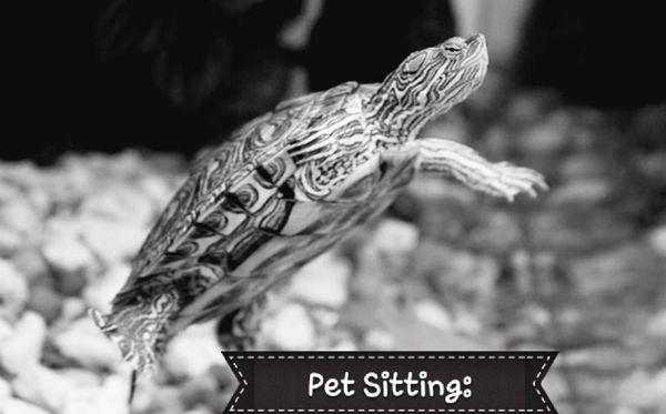 Pet Sitting: Dogs, Cats, Fish, & Caged Animals, etc.