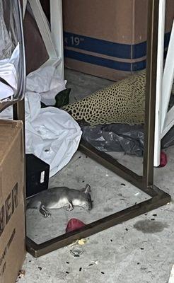 Huge Dead RAT found in the middle of my storage unit.