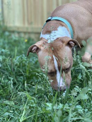 Grazing the grass in our 500 square-foot fenced in backyard