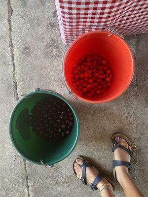 Cherry harvest