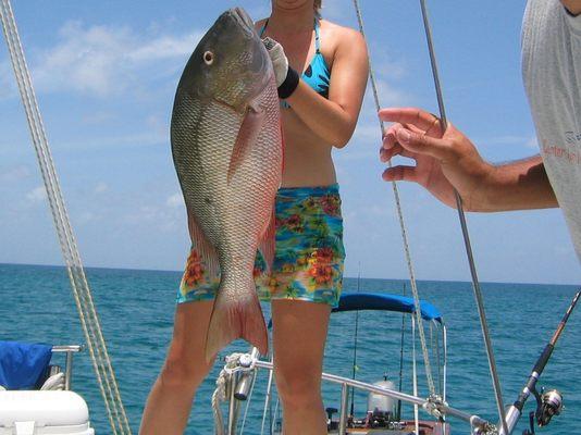 Nice mutton snapper