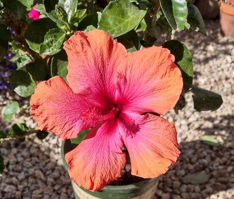 A beautiful nursery with beautiful product....this hibiscus made it thru most the to summer heat....