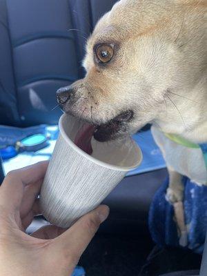 Dog eating whip cream