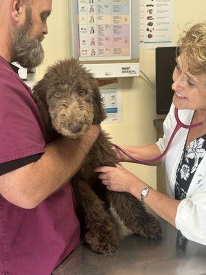 Dr Domotor and Chuck examining an adorable Standard Poodle puppy.