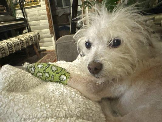 Falcore healing like a champ - with his well bandaged arm. Compliments of Angelus Pet Hospital.