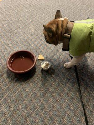 My bowl treat and puppychino