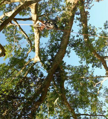 Tree removal one limb tied off at a time