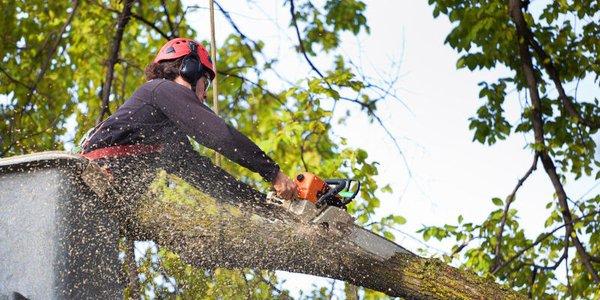 Our tree removal service is very thorough, including stump removal and complete debris removal.