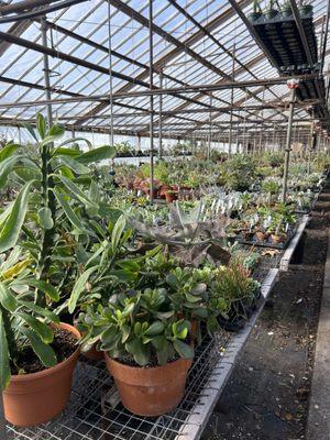 More variety of cactus in our Cactus greenhouse