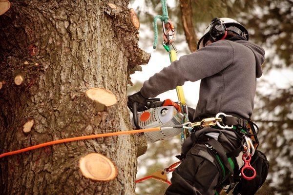 SK Tree Services