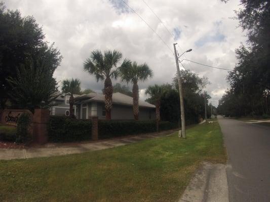 sabal palms after cleanup