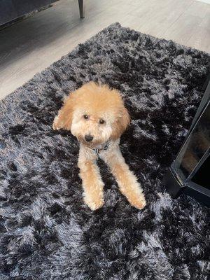 Miniature poodle after Dog Grooming - Full Dog Groom (Includes Haircut)