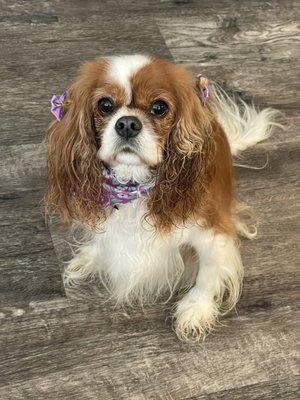 Paisley-King Charles Cavalier Spaniel