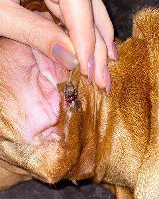 A dog bit into his ear ripping it and there is a hole. Staff didn't notice, hear, or stop the other dog.