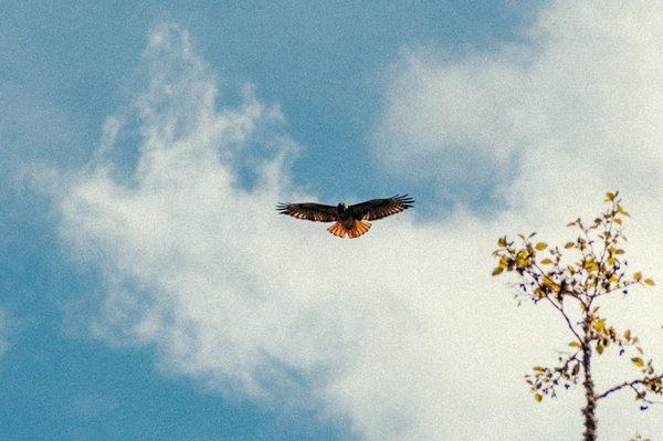 A juvenile bald eagle.