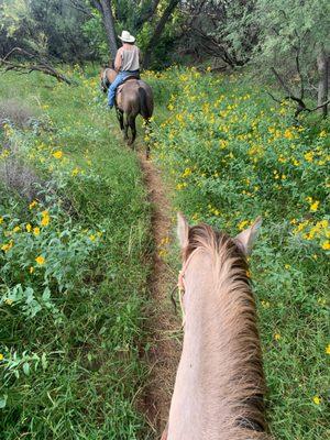 Field of wildflowers