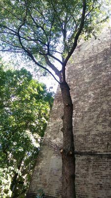 Finished tree all trimmed.  Reliable Tree Service did a great job and hauled all the debris away.