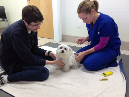 Zoe getting Laser treatment and Accupuncture