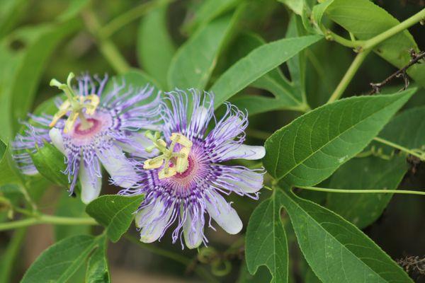 Purple Passion Flowers