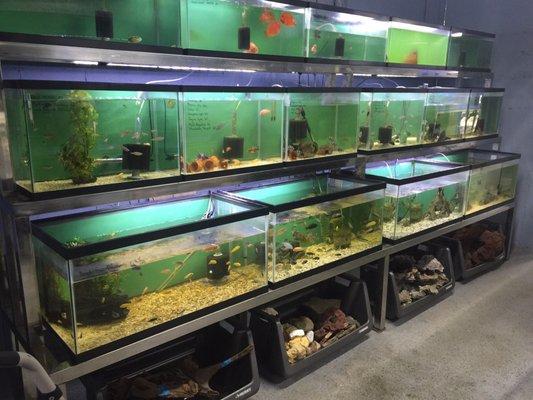 Another side of the store with full tanks of a rare fish