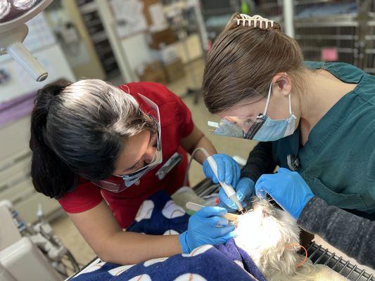 We have cultivated a training atmosphere. Our clinical supervisor, Cat, is training Dani to scale teeth under general anesthesia.