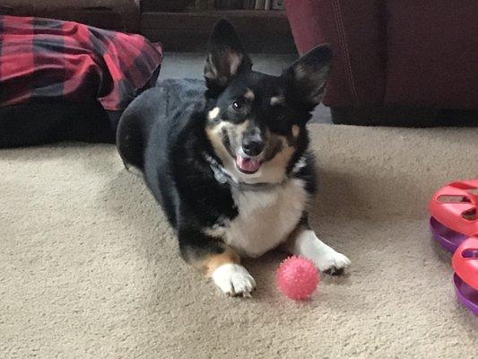 My girl corgi Wynnie