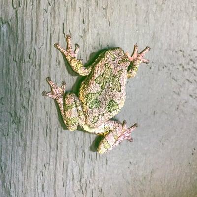 Tree frog