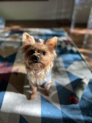 Molly a week out from her grooming.