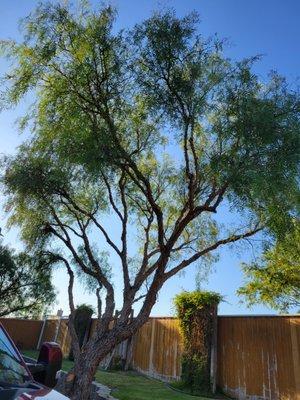 Pepper tree on the driveway also needed to be thinned out