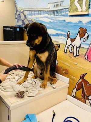 Bear at the Self service blow dry area with towels included