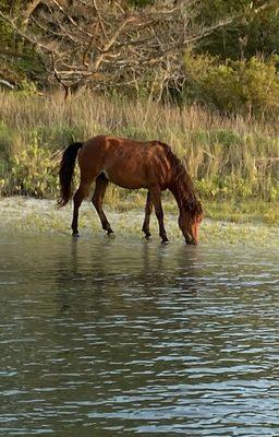 Wild horse