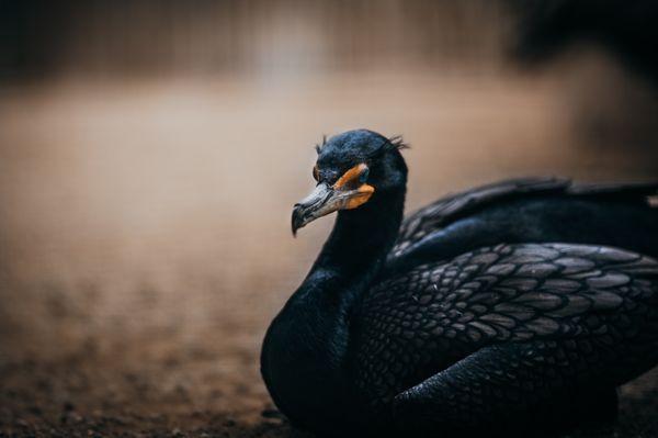 Cormorant