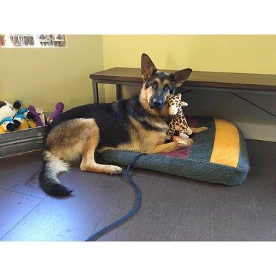 Ellie enjoying her giraffe toy in the waiting room. :)