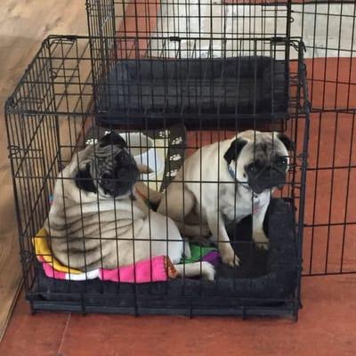 Shreck & Lacey prefer to share one kennel ;-)