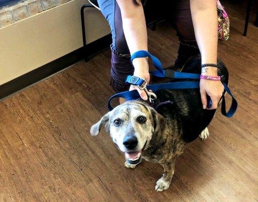 Dixie receiving a free heartworm treatment through the non-profit 100% Initiative.