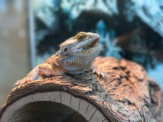 our clinic bearded dragon Seymore!