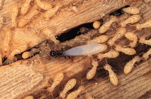 Termite Treatment