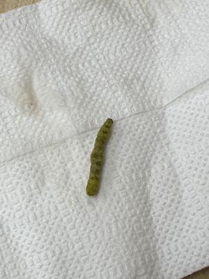 Caterpillar!!!!