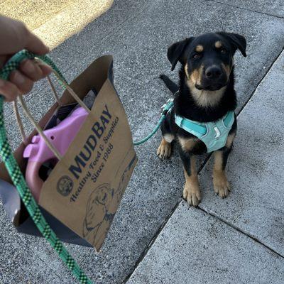 Chupa sporting her new harness and leash