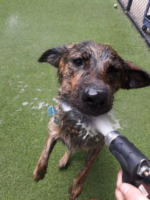 Molly having fun with the hose.