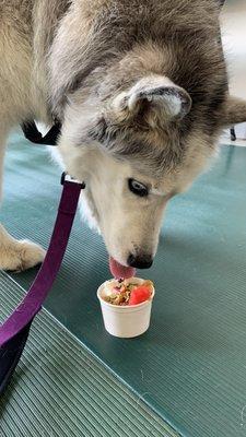 Siberian Husky enjoying her Pup Cup at our Doggy Ice Cream Social